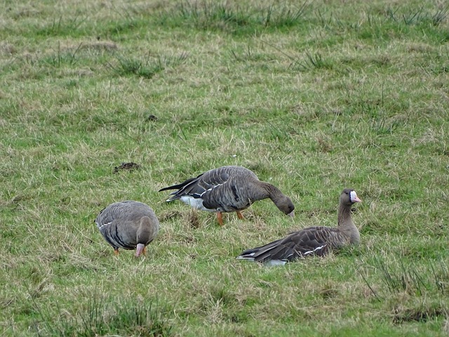 帮助中国队 帮助中国队